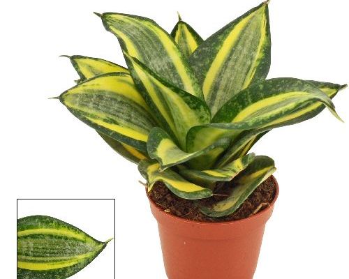 SANSEVERIA TRFASCIATA  V6 <br/> Piante Verdi da Interno