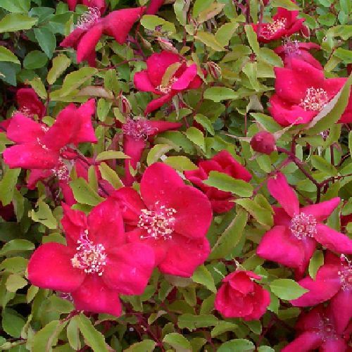 ROSA CHINENSIS SANGUINEA V17 <br/> Piante Fiorite da Giardino