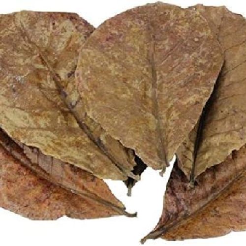 Foglie secche di Catappa 14 pz <br/> Cibo Pesci Acqua Fredda