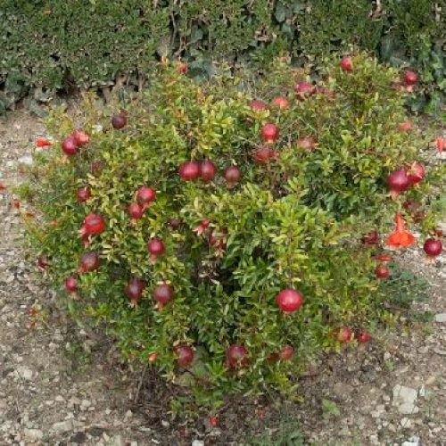 PUNICA GRANATUM NANO RACEMOSA V44 <br/> Piante Fiorite da Giardino