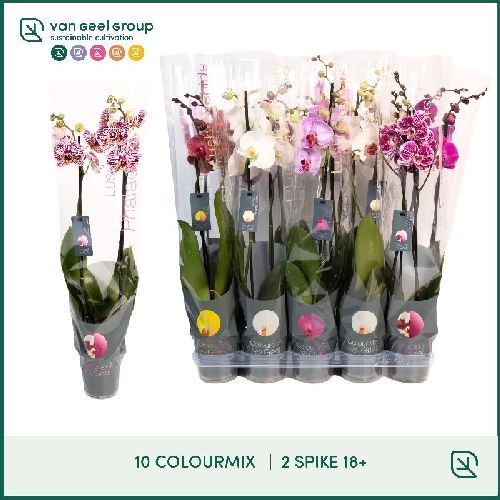 PHALAENOPSIS MIX 2/3 RAMI V.12 <br/> Piante Fiorite da Interno