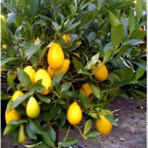 CITRUS AURANTIFOLIA X FORTUNELLA V20 LIMEQUAT <br/> Piante e Alberi da Frutto