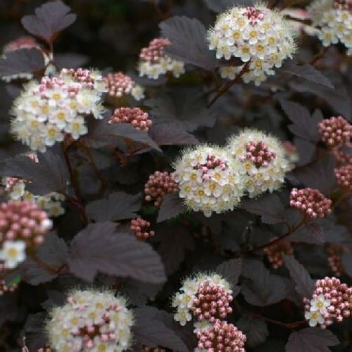 PHYSOCARPUS OPULIFOLIUS RED BARON V17 <br/> Piante Fiorite da Giardino