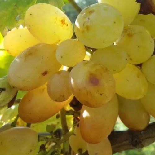 UVA DA TAVOLA REGINA BIANCA VASO h.150 <br/> Piante e Alberi da Frutto