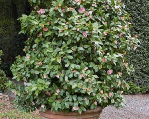 CAMELLIA JAPONICA V40 H 160 <br/> Piante acidofile