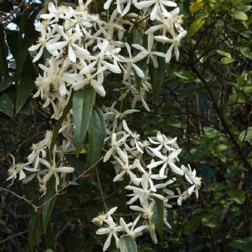 CLEMATIS ARMANDII V25 H180 <br/> Piante Rampicanti