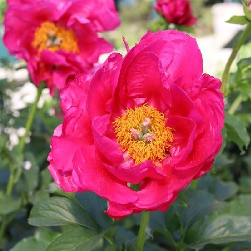 PAEONIA LACTIFLORA PAULA FAY V19 <br/> Piante Fiorite da Giardino