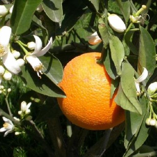 CITRUS SINENSIS V20 ARANCIO <br/> Piante e Alberi da Frutto