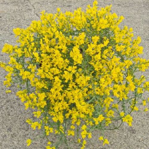 GENISTA LIDIA V17 <br/> Piante Fiorite da Giardino