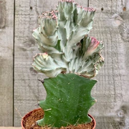 EUPHORBIA LACTEA CRISTATA V.8 <br/> Piante Grasse