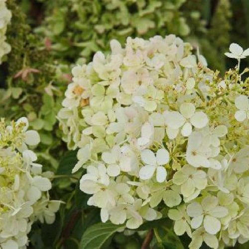 HYDRANGEA PANICULATA FRAISE MELBA V25 <br/> Piante Fiorite da Giardino