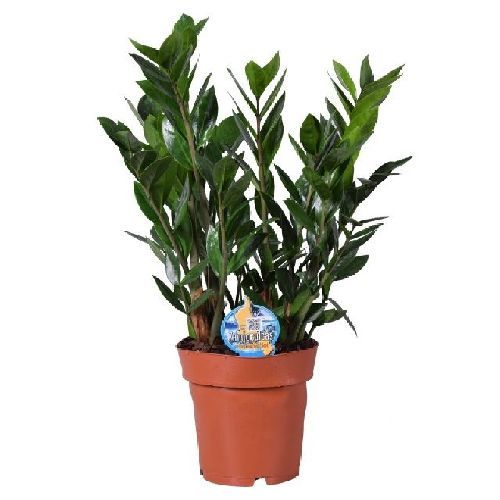 ZAMIOCULCAS V.17 <br/> Piante Verdi da Interno