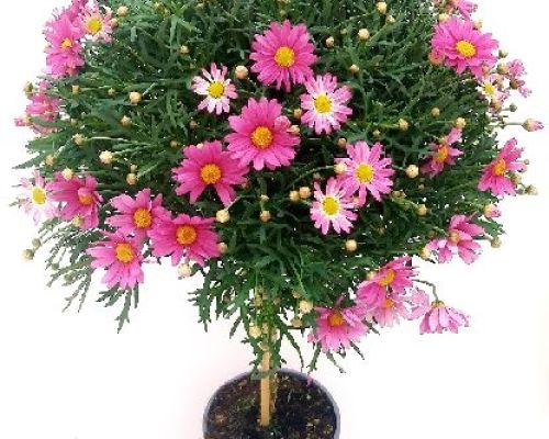 ARGYRANTHEMUM FRUTESCENS ALBERELLO V19 MARGHERITA COLORATA <br/> Piante Perenni ed Erbacee, Fiori Perenni