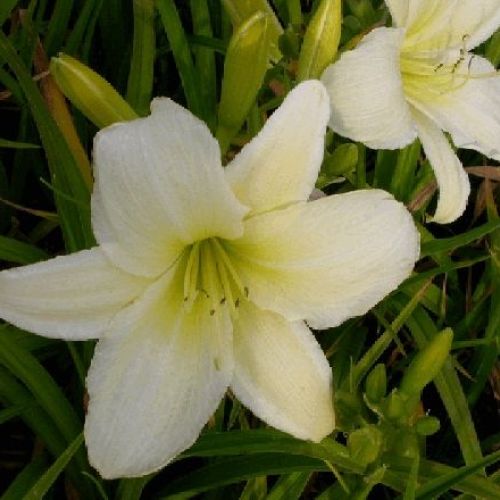 HEMEROCALLIS LIGHT THE WAY V17 <br/> Piante Perenni ed Erbacee, Fiori Perenni