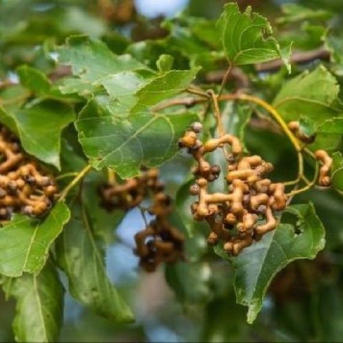 HOUVENIA DULCIS ALBERO DELL'UVA PASSA <br/> Piante e Alberi da Frutto