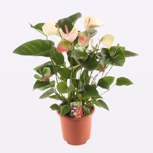 ANTHURIUM ANDREANUM PRINCESS AMALIA V17 <br/> Piante Fiorite da Interno