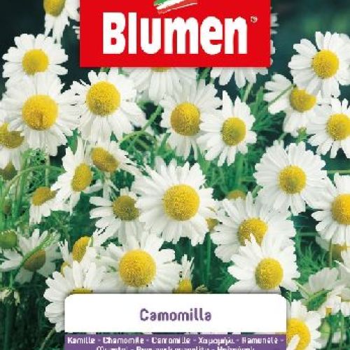 Blumen giardino fiori Camomilla <br/> Semi da Fiore