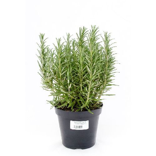 ROSMARINUS OFFICINALIS V14 ROSMARINO <br/> Piante Aromatiche