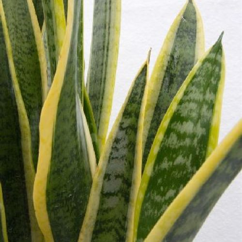 SANSEVERIA TRIFASCIATA V19 <br/> Piante Verdi da Interno