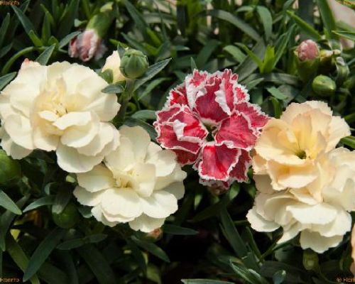 DIANTHUS CARYPHYLLUS V12 <br/> Piante Perenni ed Erbacee, Fiori Perenni