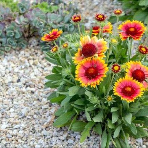 Gaillardia Mesa v18 <br/> Piante Perenni ed Erbacee, Fiori Perenni
