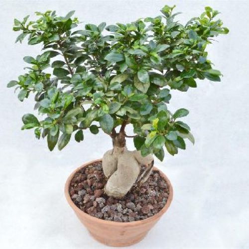 FICUS GINSENG V.23 <br/> Piante Verdi da Interno