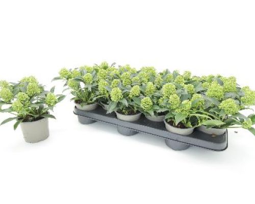 SKIMMIA JAPONICA GODRIE'S DWARF V10 <br/> Piante acidofile