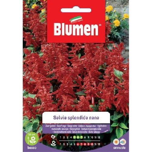 Blumen giardino fiori Salvia splendida nana <br/> Semi da Fiore