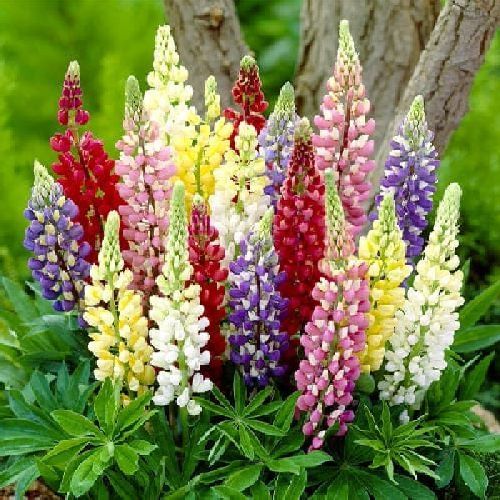 LUPINUS POLYPHYLLUS COLOR MIX V.17 LUPINO <br/> Piante Perenni ed Erbacee, Fiori Perenni