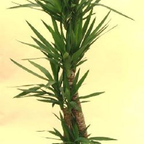 YUCCA H.30-60-150 <br/> Piante Verdi da Interno
