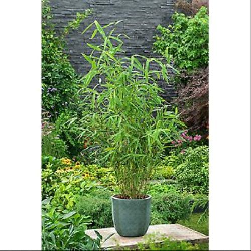 FARGESIA MURIELIAE RUFA BAMBOO V17 <br/> Piante Ornamentali