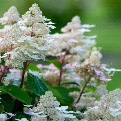 HYDRANGEA PANICULATA EARLY HARRY V17 <br/> Piante Fiorite da Giardino