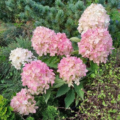 HYDRANGEA PANICULATA MAGICAL MOUNT FUJI V17 <br/> Piante Fiorite da Giardino