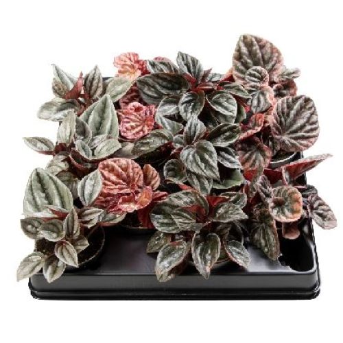 PEPEROMIA CAPERATA MIX V6 <br/> Piante Verdi da Interno
