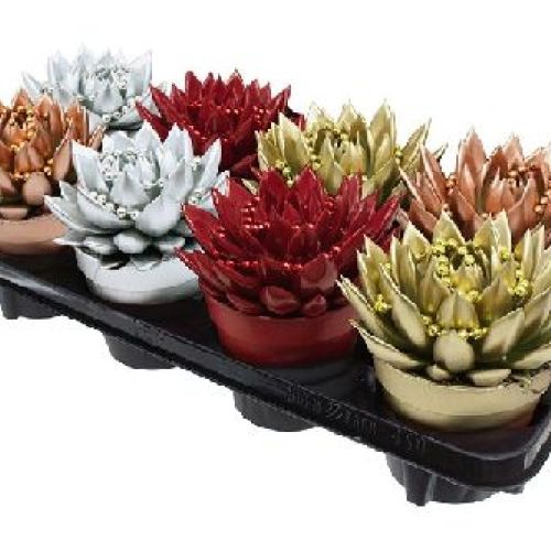 ECHEVERIA RAINBOW COLOR V12 <br/> Piante Grasse