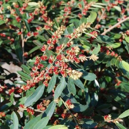 DISTYLIUM MYRICOIDES V.17 <br/> Piante Fiorite da Giardino