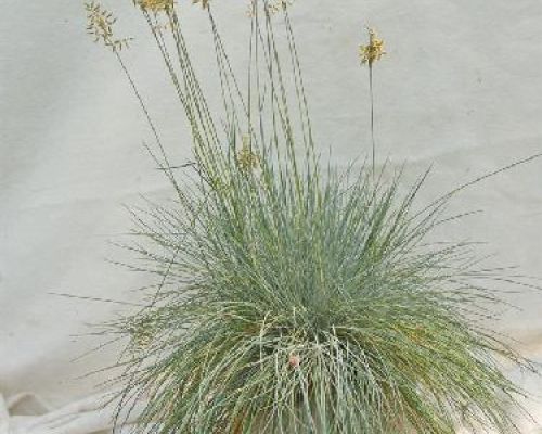 FESTUCA GLAUCA V13 <br/> Piante Perenni ed Erbacee, Fiori Perenni