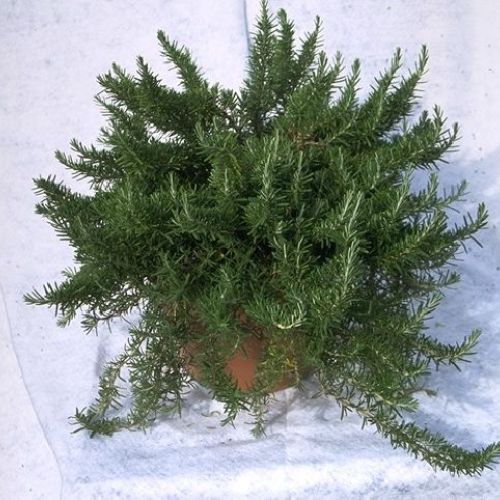 ROSMARINUS OFFICINALE V19 ROSMARINO <br/> Piante Aromatiche