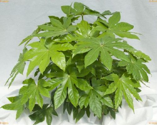 FATSIA JAPONICA V21 ARALIA <br/> Piante Verdi da Interno