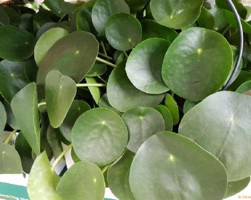 PILEA PEPEROMIOIDES V.12 <br/> Piante Verdi da Interno