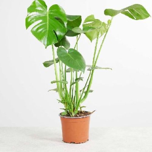 MOSTERA DELICIOSA V21 <br/> Piante Verdi da Interno
