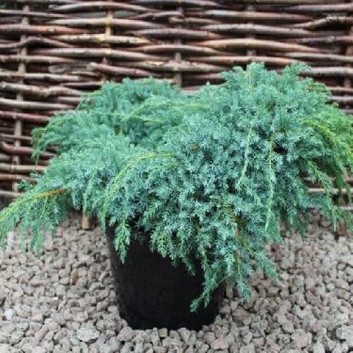 JUNIPERUS SQUAMATA BLUE CARPET V17 <br/> Conifere