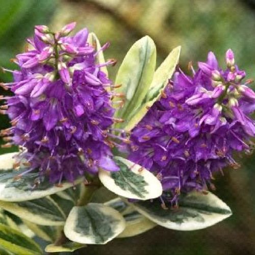 HEBE ANDERSONII MIX V18 <br/> Piante Perenni ed Erbacee, Fiori Perenni