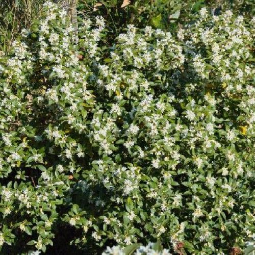 OSMANTHUS AQUIFOLIUM V.17 <br/> Piante Ornamentali