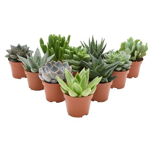 PIANTE SUCCULENTE V12 <br/> Piante Grasse