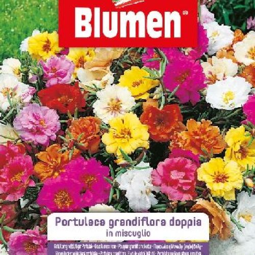 Blumen giardino fiori Portulaca grandiflora a fiore doppio mix <br/> Semi da Fiore