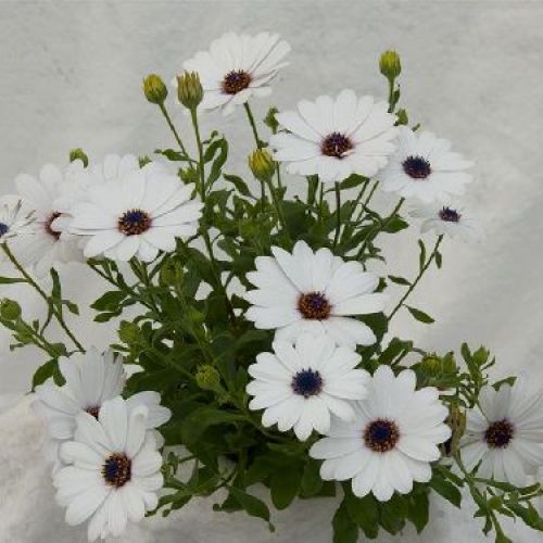 DIMORSOFOTECA V.14 <br/> Piante Fiorite da Giardino
