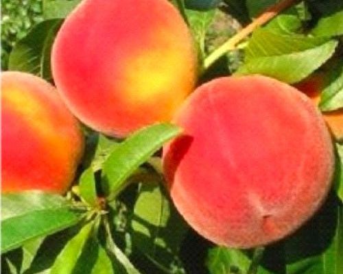PRUNUS PERSICA MYCREST V24 PESCA GIALLA <br/> Piante e Alberi da Frutto