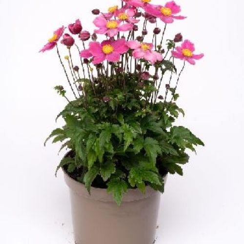 ANEMONE EMMY DOUBLE DEEP ROSE V17 <br/> Piante Perenni ed Erbacee, Fiori Perenni