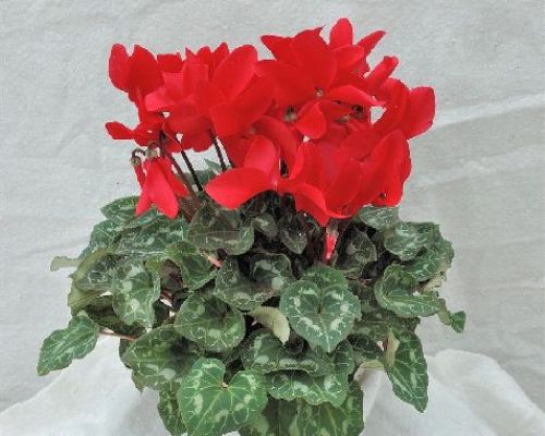 CICLAMINI V22 <br/> Piante Fiorite da Interno